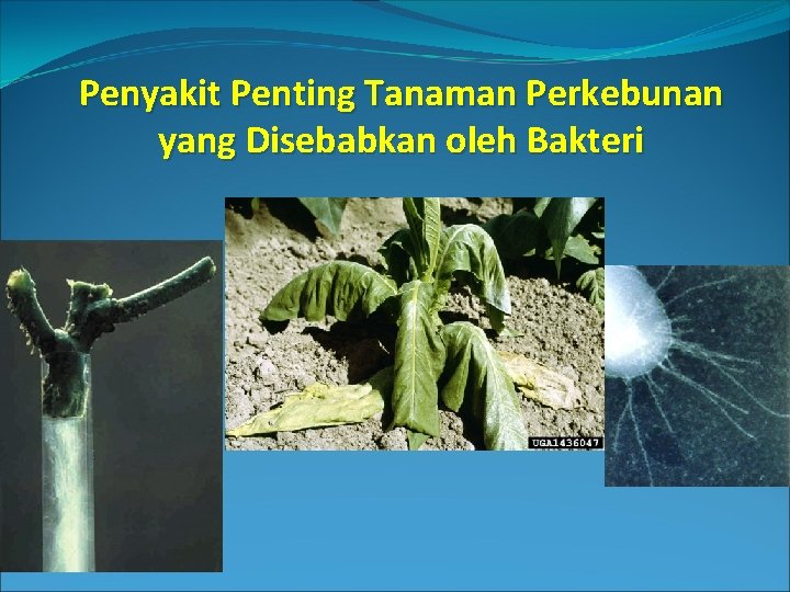 Penyakit Penting Tanaman Perkebunan yang Disebabkan oleh Bakteri 