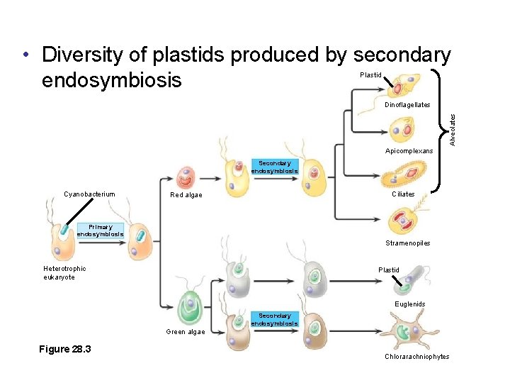  • Diversity of plastids produced by secondary endosymbiosis Plastid Alveolates Dinoflagellates Apicomplexans Secondary