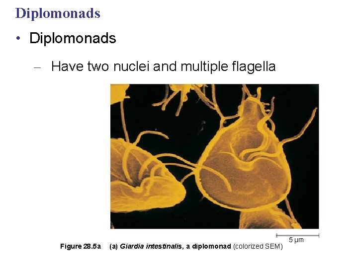 Diplomonads • Diplomonads – Have two nuclei and multiple flagella Figure 28. 5 a