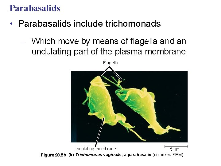 Parabasalids • Parabasalids include trichomonads – Which move by means of flagella and an