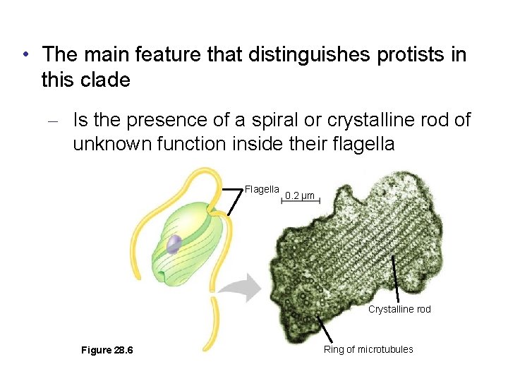  • The main feature that distinguishes protists in this clade – Is the