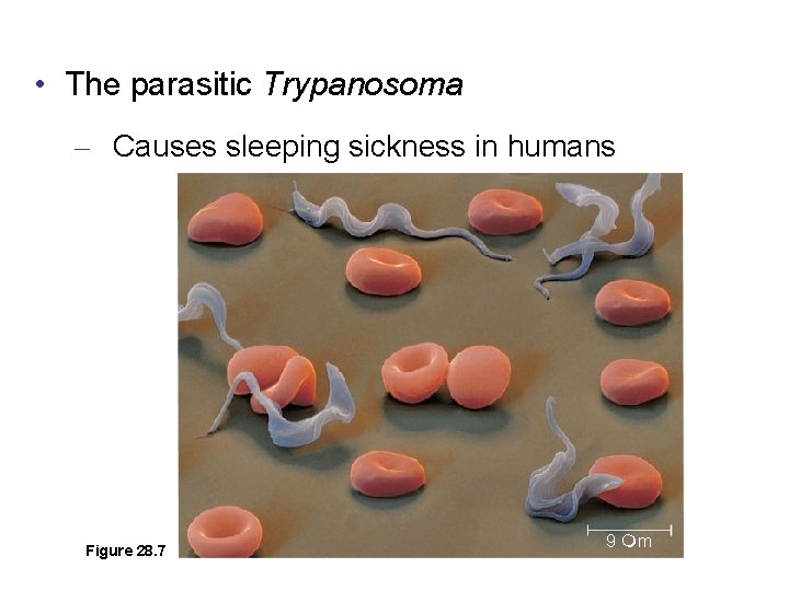  • The parasitic Trypanosoma – Causes sleeping sickness in humans Figure 28. 7