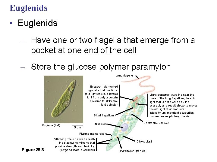 Euglenids • Euglenids – Have one or two flagella that emerge from a pocket