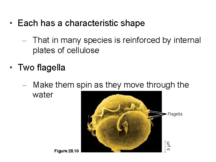  • Each has a characteristic shape – That in many species is reinforced