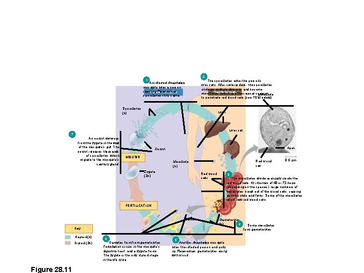 2 1 The sporozoites enter the person’s liver cells. After several days, the sporozoites