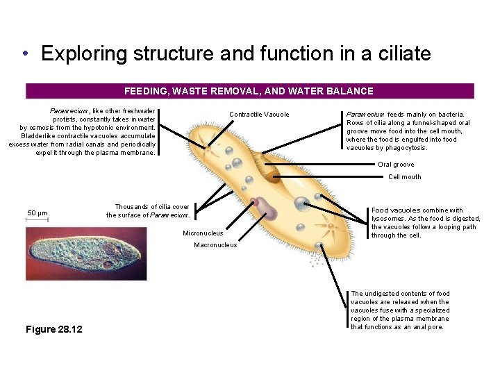  • Exploring structure and function in a ciliate FEEDING, WASTE REMOVAL, AND WATER