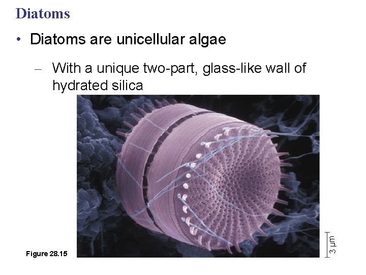 Diatoms • Diatoms are unicellular algae Figure 28. 15 3 µm – With a