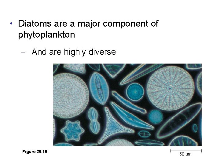  • Diatoms are a major component of phytoplankton – And are highly diverse