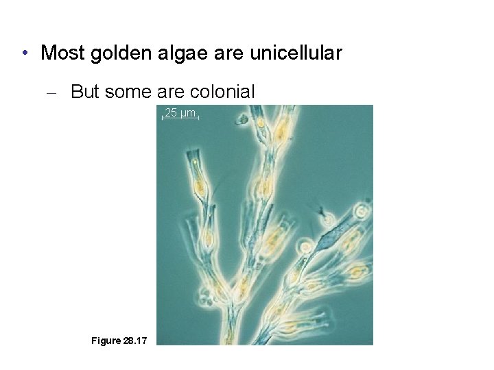  • Most golden algae are unicellular – But some are colonial 25 µm