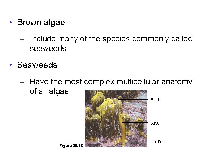  • Brown algae – Include many of the species commonly called seaweeds •