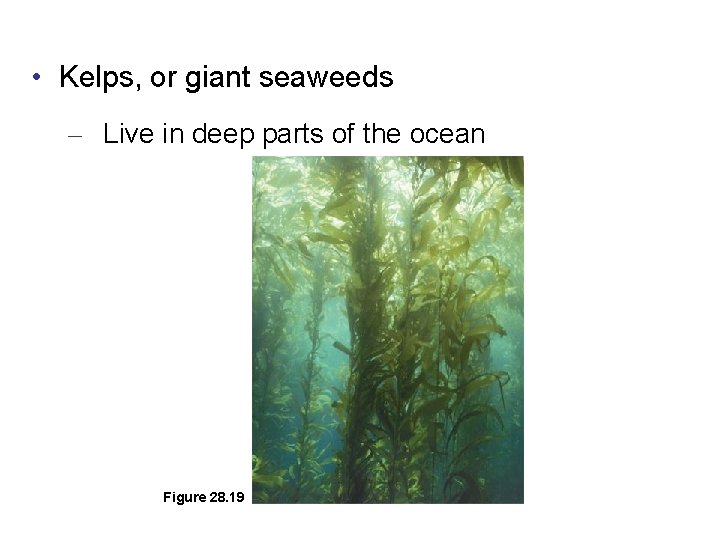  • Kelps, or giant seaweeds – Live in deep parts of the ocean