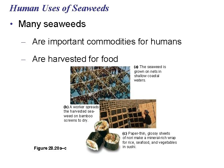 Human Uses of Seaweeds • Many seaweeds – Are important commodities for humans –