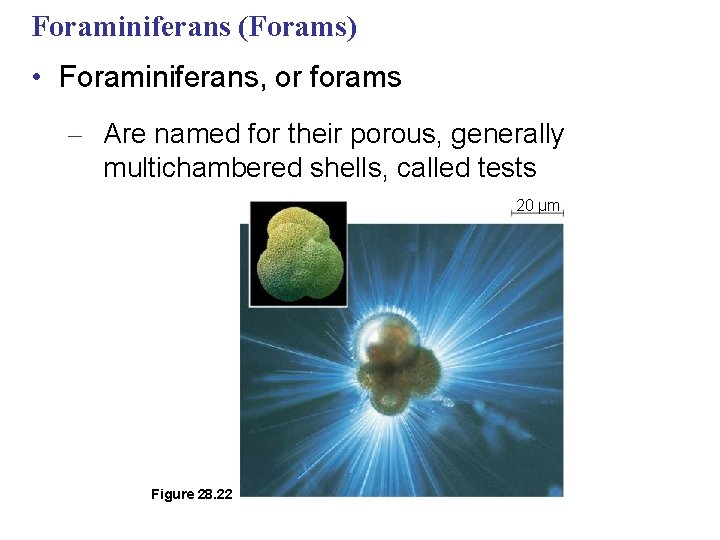 Foraminiferans (Forams) • Foraminiferans, or forams – Are named for their porous, generally multichambered