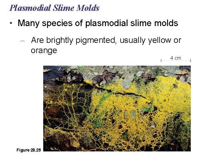 Plasmodial Slime Molds • Many species of plasmodial slime molds – Are brightly pigmented,