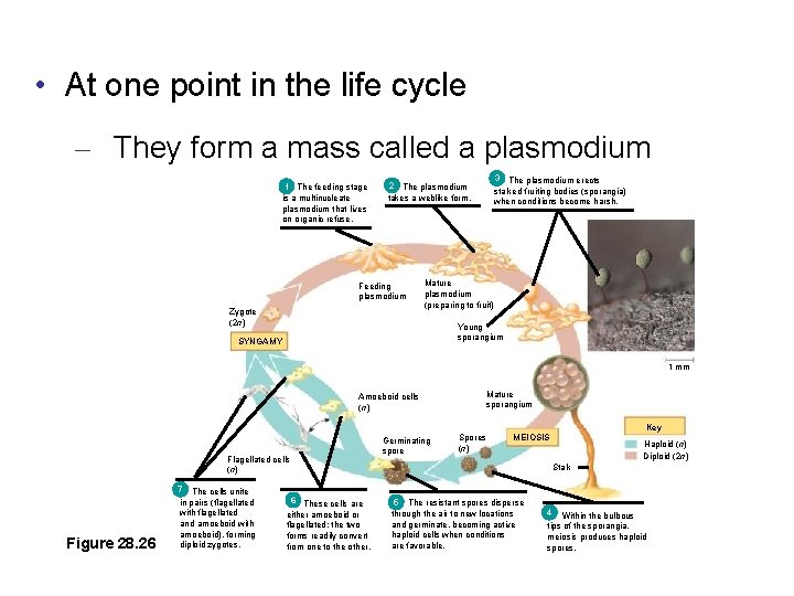  • At one point in the life cycle – They form a mass