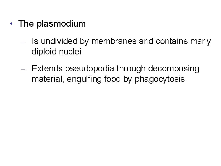  • The plasmodium – Is undivided by membranes and contains many diploid nuclei