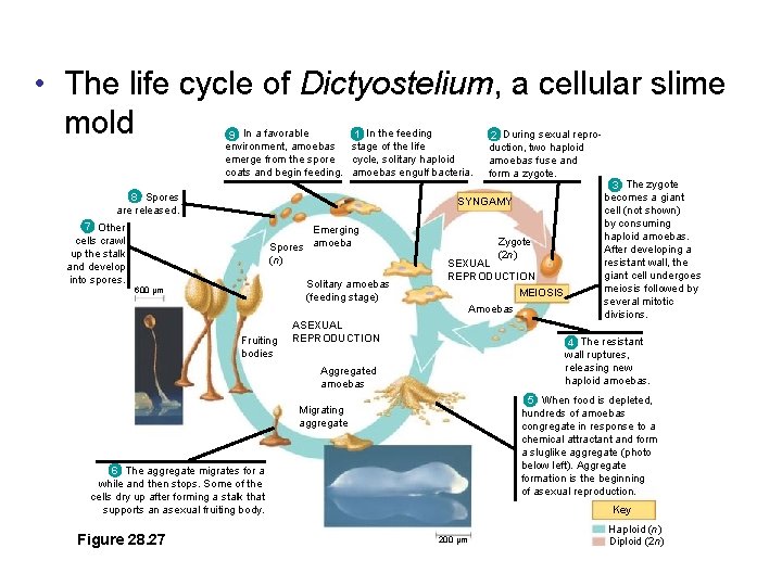  • The life cycle of Dictyostelium, a cellular slime mold 1 In the