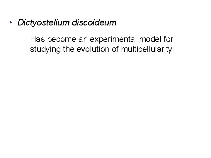  • Dictyostelium discoideum – Has become an experimental model for studying the evolution