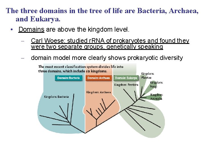The three domains in the tree of life are Bacteria, Archaea, and Eukarya. •