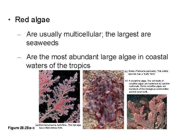  • Red algae – Are usually multicellular; the largest are seaweeds – Are