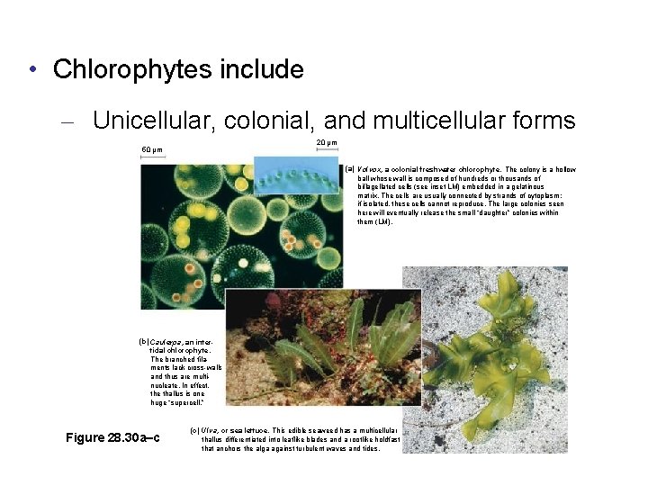  • Chlorophytes include – Unicellular, colonial, and multicellular forms 20 µm 50 µm