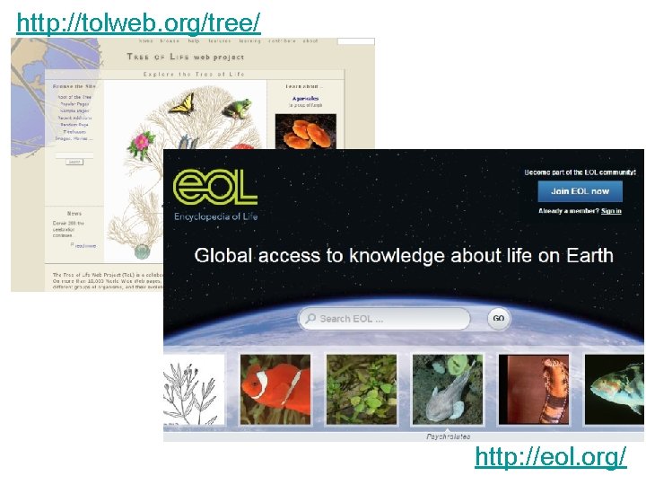 http: //tolweb. org/tree/ http: //eol. org/ 