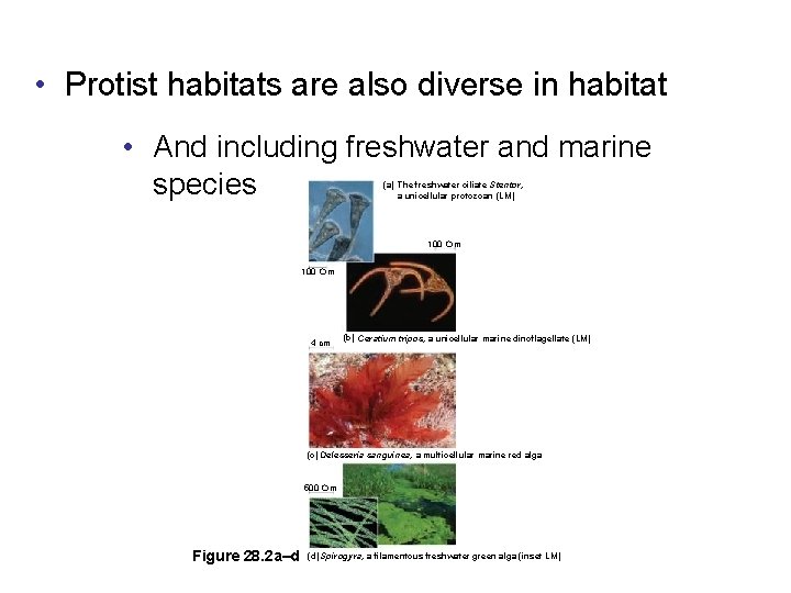  • Protist habitats are also diverse in habitat • And including freshwater and