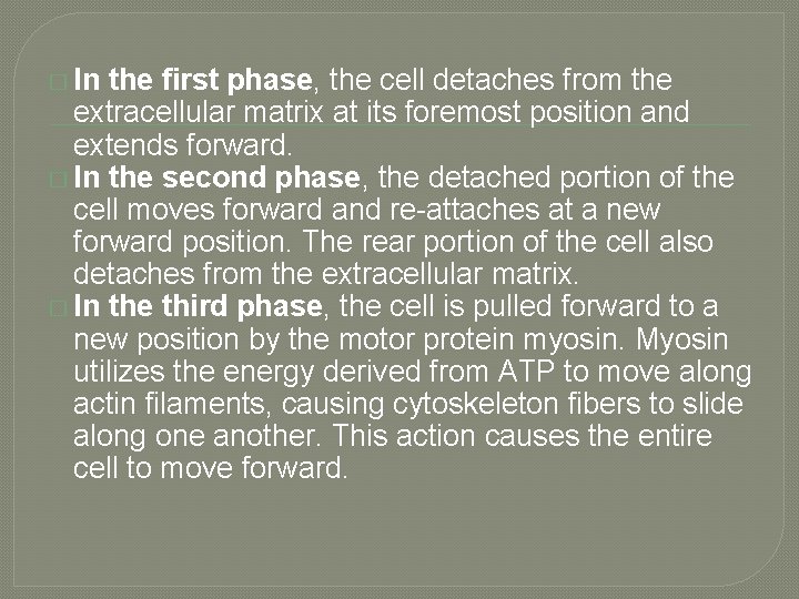 � In the first phase, the cell detaches from the extracellular matrix at its