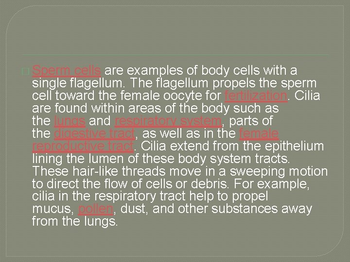 � Sperm cells are examples of body cells with a single flagellum. The flagellum