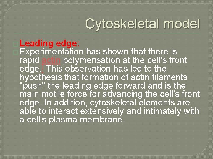 Cytoskeletal model � Leading edge: � Experimentation has shown that there is rapid actin