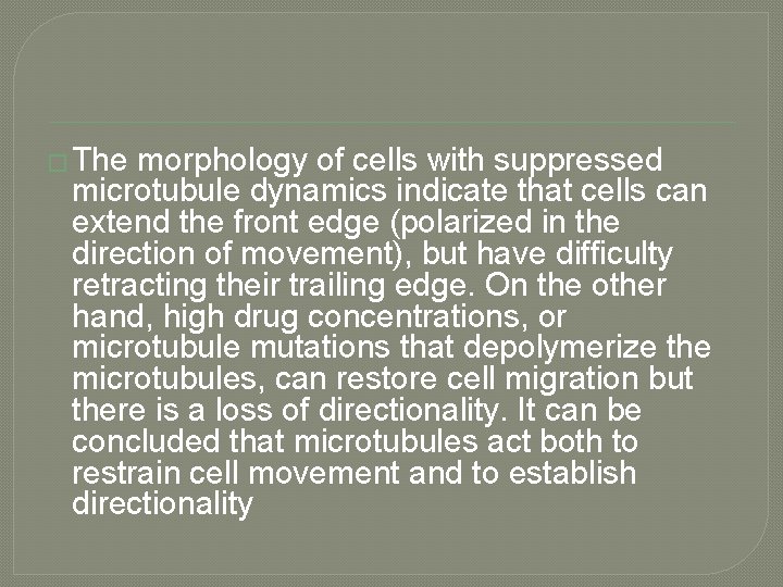 � The morphology of cells with suppressed microtubule dynamics indicate that cells can extend