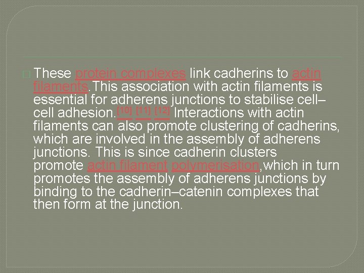 � These protein complexes link cadherins to actin filaments. This association with actin filaments