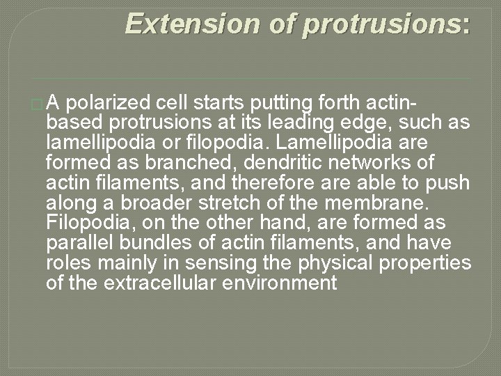 Extension of protrusions: �A polarized cell starts putting forth actinbased protrusions at its leading