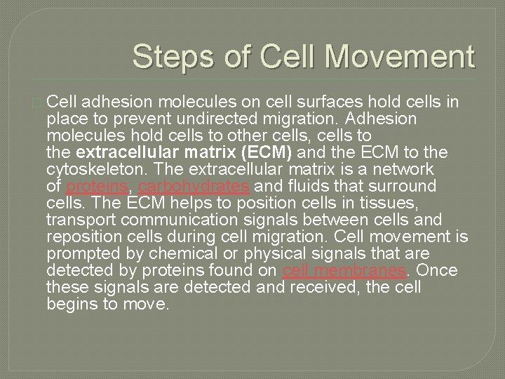 Steps of Cell Movement � Cell adhesion molecules on cell surfaces hold cells in