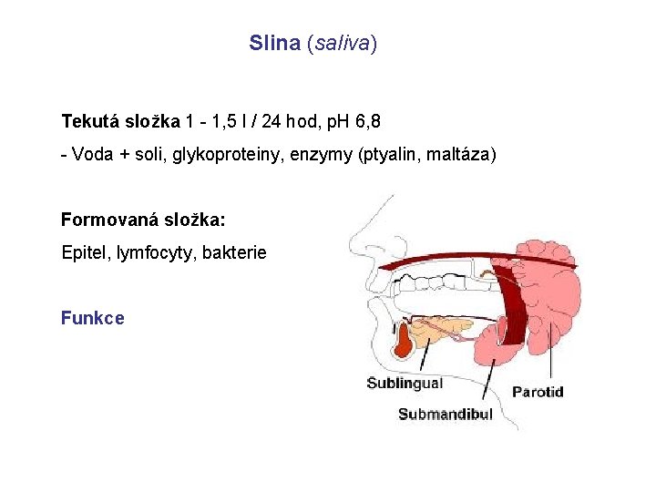 Slina (saliva) Tekutá složka 1 - 1, 5 l / 24 hod, p. H