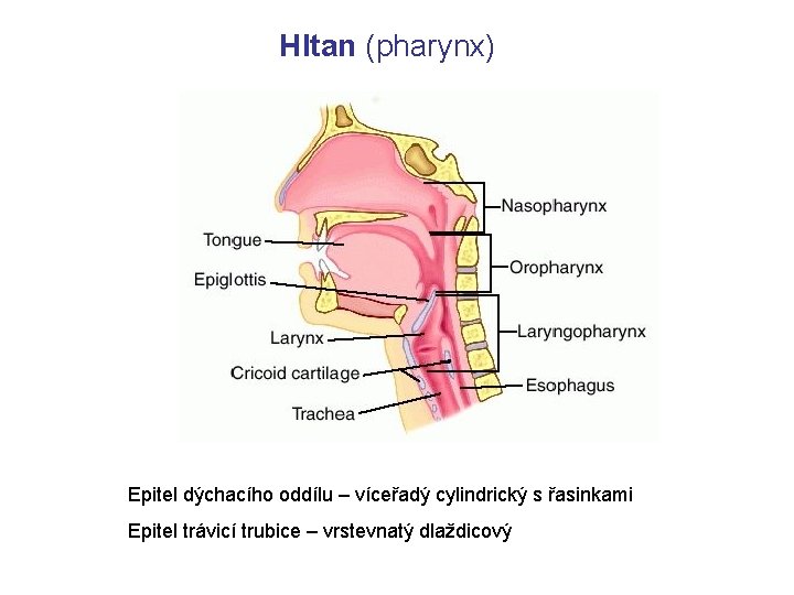 Hltan (pharynx) Epitel dýchacího oddílu – víceřadý cylindrický s řasinkami Epitel trávicí trubice –