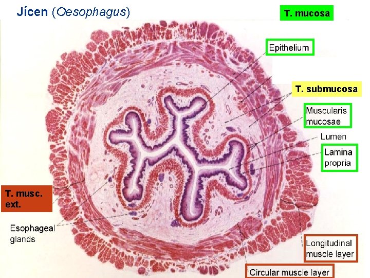 Jícen (Oesophagus) T. mucosa T. submucosa T. musc. ext. 