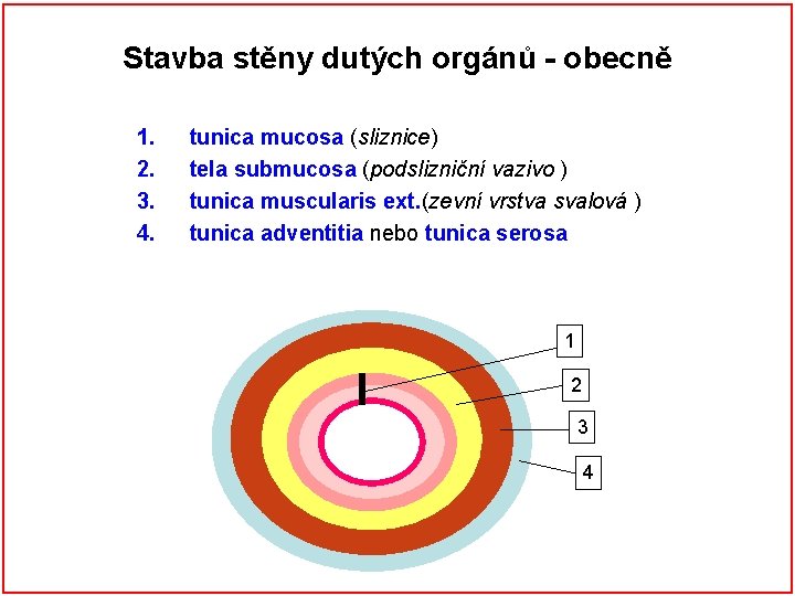 Stavba stěny dutých orgánů - obecně 1. 2. 3. 4. tunica mucosa (sliznice) tela