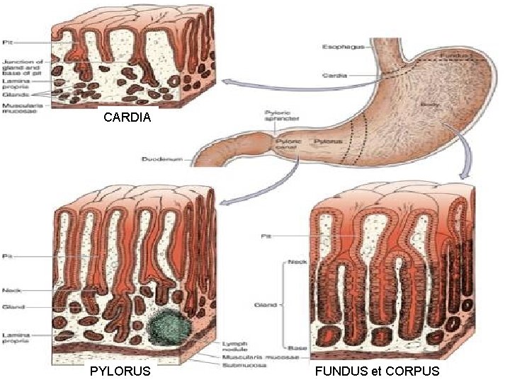 CARDIA PYLORUS FUNDUS et CORPUS 