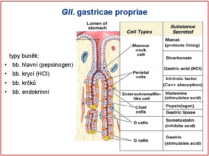 Gll. gastricae propriae jednoduché tubulózní dno, tělo, krček) 4 typy buněk: • bb. hlavní