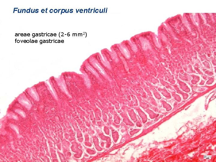 Fundus et corpus ventriculi areae gastricae (2 -6 mm 2) foveolae gastricae 