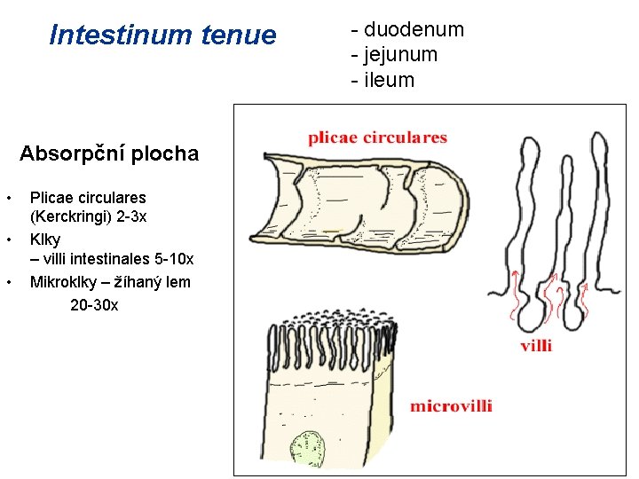 Intestinum tenue Absorpční plocha • • • Plicae circulares (Kerckringi) 2 -3 x Klky