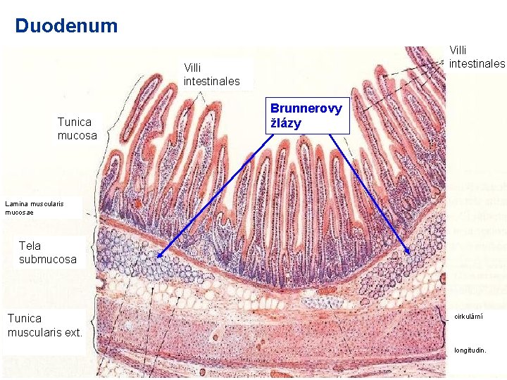 Duodenum Villi intestinales Tunica mucosa Brunnerovy žlázy Lamina muscularis mucosae Tela submucosa Tunica muscularis