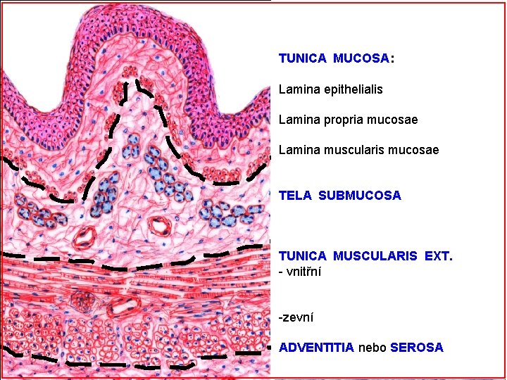 TUNICA MUCOSA: Lamina epithelialis Lamina propria mucosae Lamina muscularis mucosae TELA SUBMUCOSA TUNICA MUSCULARIS