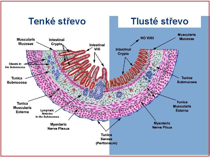 Tenké střevo Tlusté střevo 