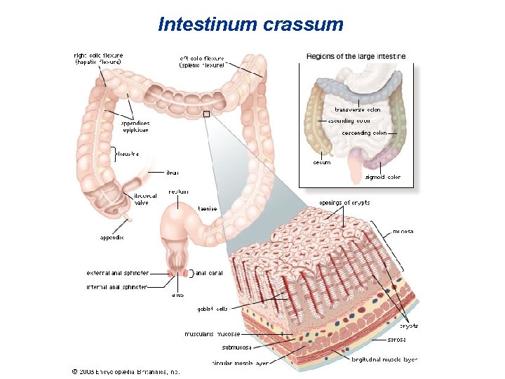 Intestinum crassum 