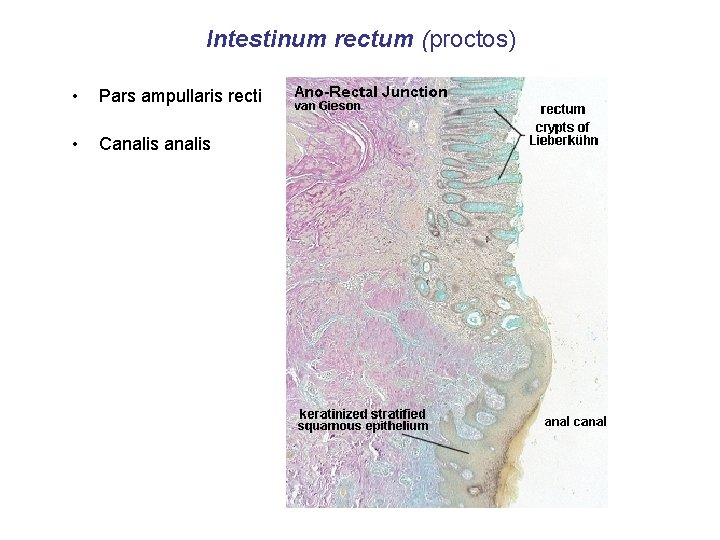 Intestinum rectum (proctos) • Pars ampullaris recti • Canalis 