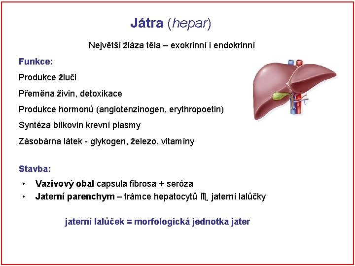 Játra (hepar) Největší žláza těla – exokrinní i endokrinní Funkce: Produkce žluči Přeměna živin,