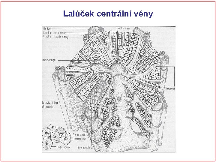 Lalůček centrální vény 