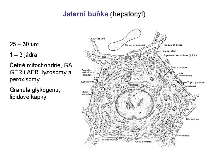 Jaterní buňka (hepatocyt) 25 – 30 um 1 – 3 jádra Četné mitochondrie, GA,